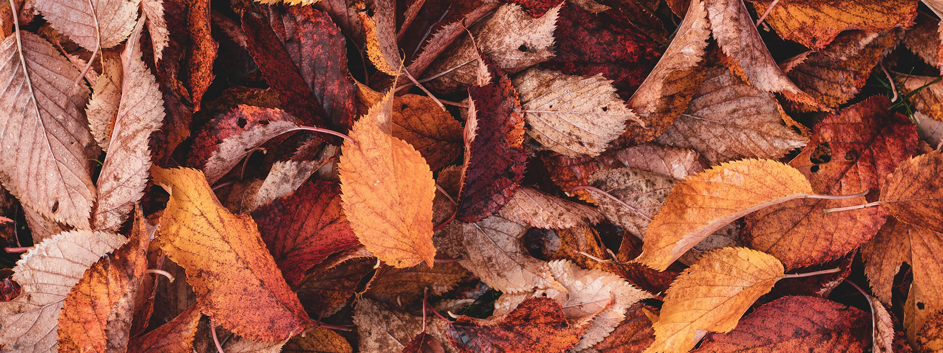 how-to-remove-decking-stains-from-fallen-leaves-composite-prime